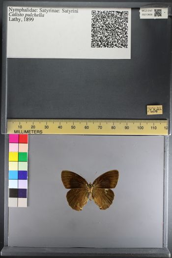 Media type: image;   Entomology 213606